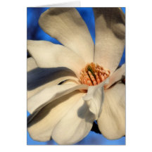 White Magnolia Greeting Card