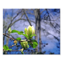 White Magnolia  Photo