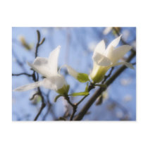 White Magnolia Post Cards
