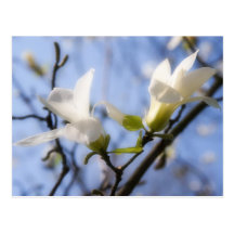 White Magnolia Postcards