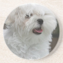 White Maltese Coasters