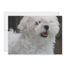 White Maltese Dog Invitation