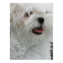 White Maltese Puppy Postcard