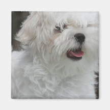 White Maltese Puppy Square Magnet