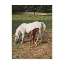 White Mare with Chestnut Foal Post Card