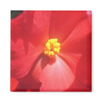 White Mature Begonia flowers Magnet