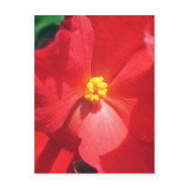 White Mature Begonia flowers Post Cards
