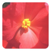 White Mature Begonia flowers Stickers