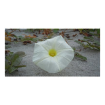 White Morning Glory on the Beach Personalized Photo Card