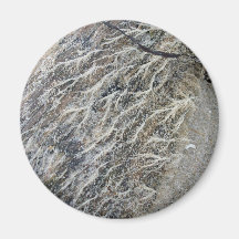 White Moss on Driftwood Fridge Magnets