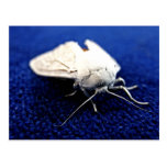 white moth post card