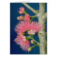 White Mountain apple (Eugenia malaccensis) flowers Greeting Cards