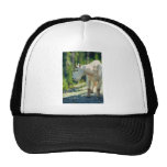 White Mountain Goat Trucker Hats