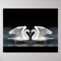 White Mute Swan Mirror Image Poster