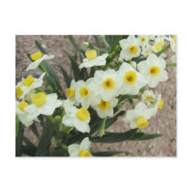 White Narcissus Flowers Postcard