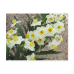 White Narcissus Flowers Postcard