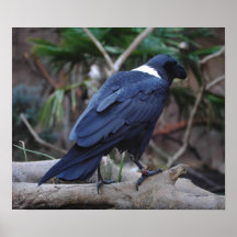 White Neck Raven Posters