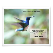 White-necked Jacobin Photo Art