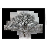 White Oak in Winter Greeting Cards