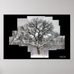 white oak in winter print