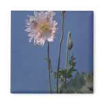 white Opium Poppy (Papaver Somniferum) flowers Fridge Magnets