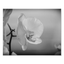 White Orchid - B&W Photograph