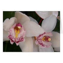White Orchid Blank Greeting Card