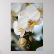 White Orchid & Buds Poster