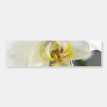 White Orchid Bumper Sticker