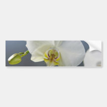 White Orchid Bumper Stickers