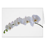 White orchid greeting cards