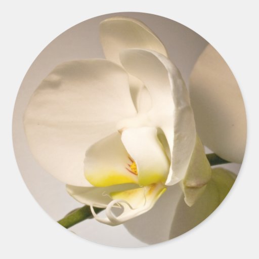 White Orchid Envelope Seal Event Wedding Sticker