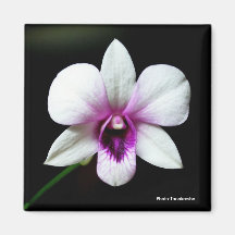 White Orchid Magnet
