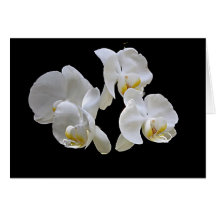 White Orchid on Black Card