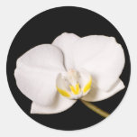 White Orchid On Black Stickers