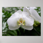 White orchid posters