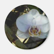 White Orchid Refrigerator Magnets
