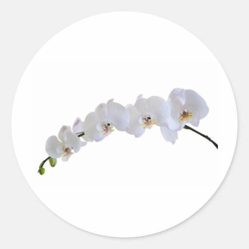 White orchid round sticker