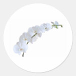 White orchid round sticker