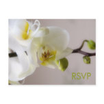 White Orchid • RSVP Postcard