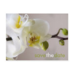 White Orchid • Save the Date Postcard