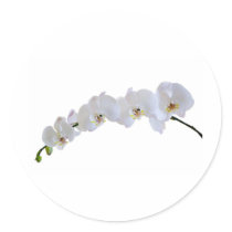 White orchid round sticker