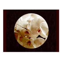 white orchids1 post cards