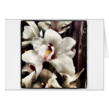 White Orchids by Debuxos Cards