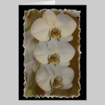 White Orchids cards