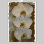 White Orchids cards