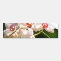 white Orchids, Prospect Plantation, Ocho Rios flow Bumper Sticker