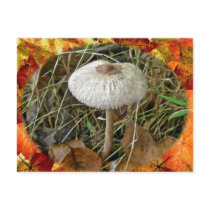 White Parasol Mushroom Coordinating Items Postcards