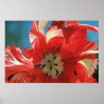White Parrot tulip, 'Estrella Rijnveld' flowers posters