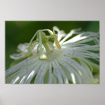 White Passion Flower Poster